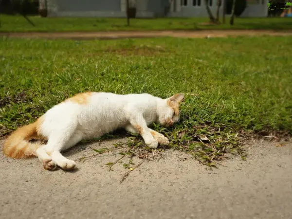 Dead Cat Removal Mooloolaba