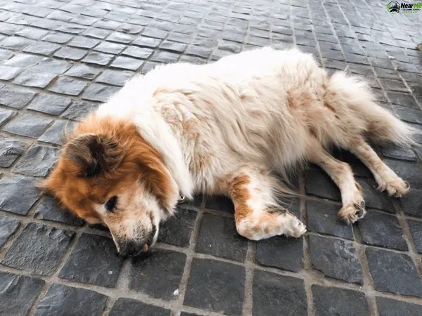 Dead Dog Removal Brisbane