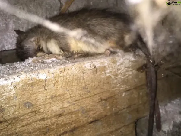 Dead Rat Removal Brisbane