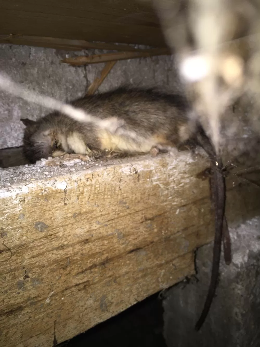 Found a Dead Animal in Your House? What to Do Before Calling Someone